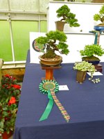 Scottish_Bonsai_Show_2012